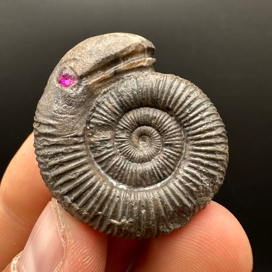 Snakestone Ammonite Fossil With Bag/Box And Stand - Whitby, North Yorkshire Jurassic Coast Yorkshire Fossils