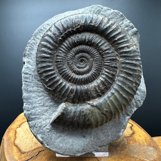 Dactylioceras Ammonite Fossil With box and Stand - Whitby, North Yorkshire Jurassic Coast Yorkshire Fossils