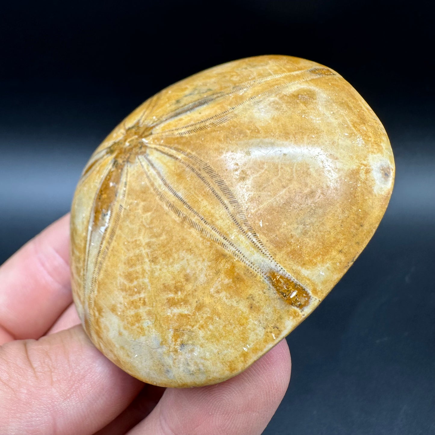 Holectypus Sea Urchin Fossil With Box And Stand - Middle Jurassic Madagascar