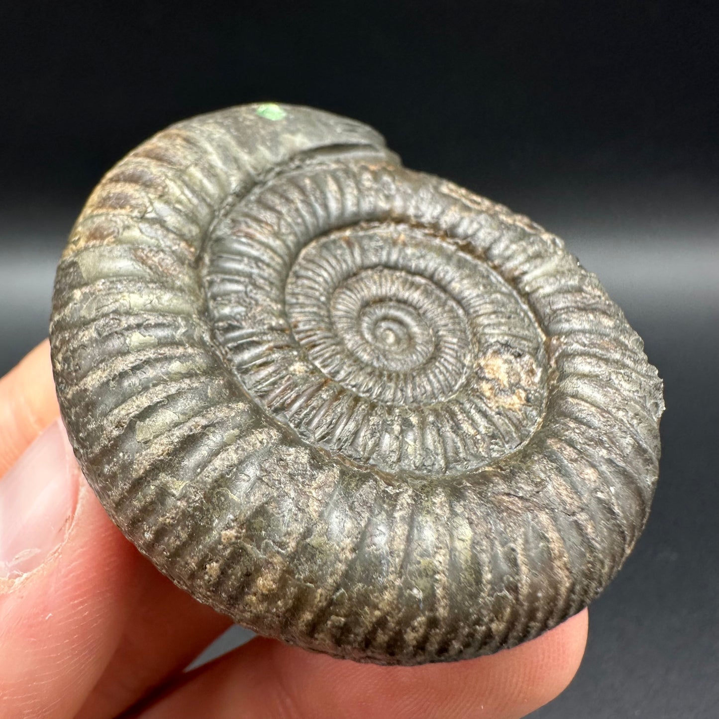 Snakestone Ammonite Fossil With Bag/Box And Stand - Whitby, North Yorkshire Jurassic Coast Yorkshire Fossils