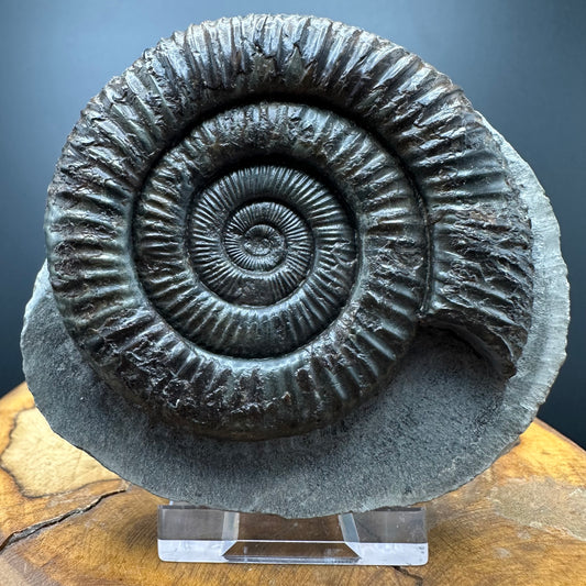 Dactylioceras Ammonite Fossil With box and Stand - Whitby, North Yorkshire Jurassic Coast Yorkshire Fossils