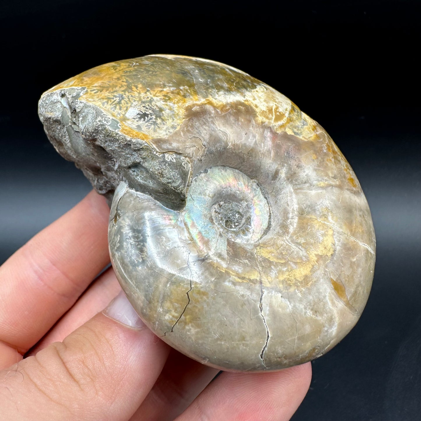 Puzosia Ammonite Fossil With Box And Stand - Cretaceous Ammonite Madagascar