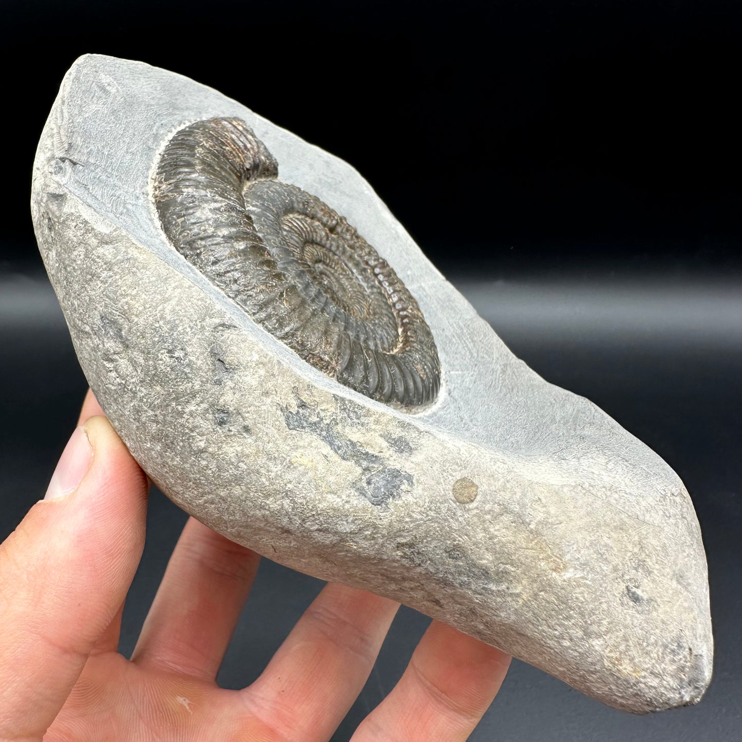 Dactylioceras Ammonite Fossil - Whitby, North Yorkshire Jurassic Coast Yorkshire Fossils