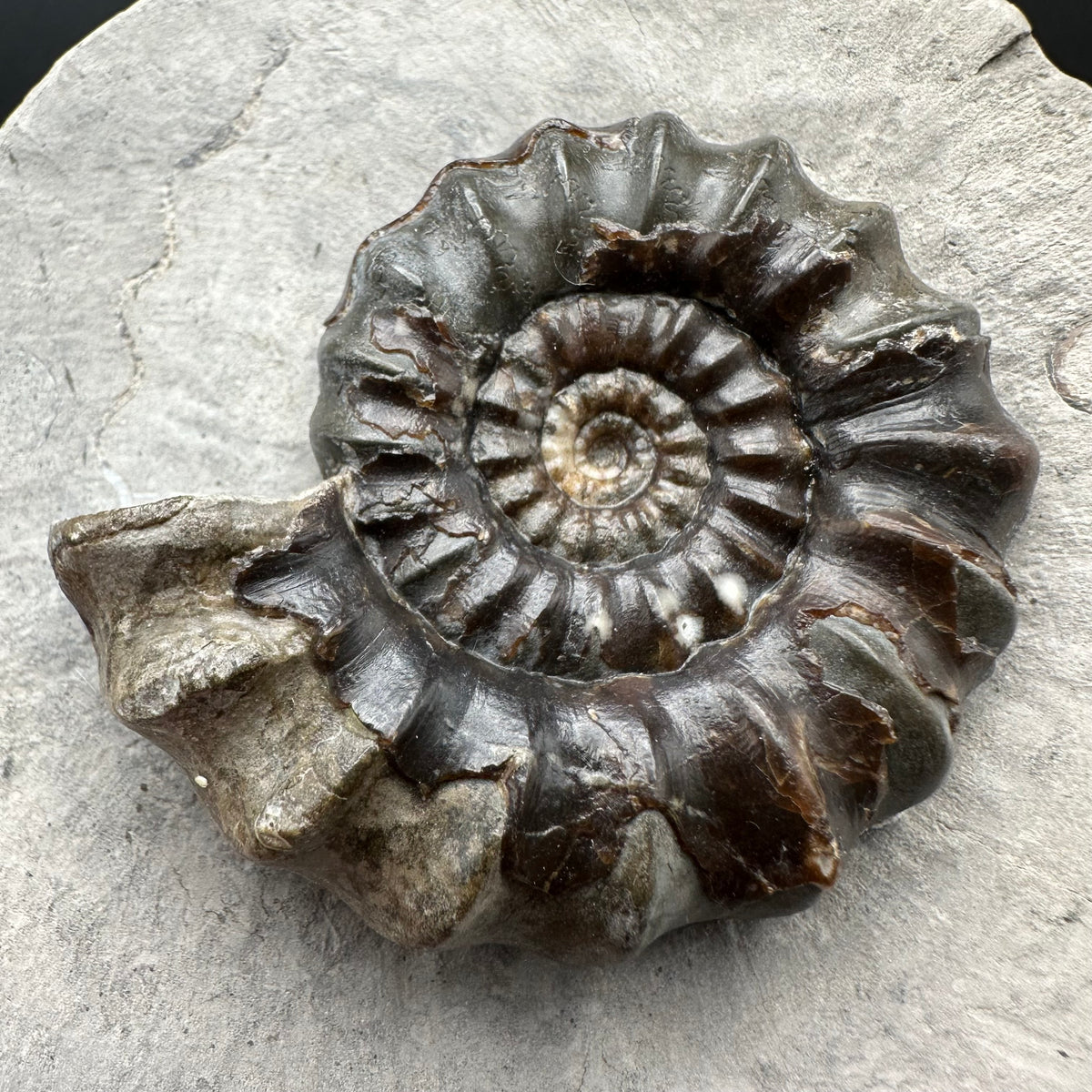 Androgynoceras maculatum ammonite fossil with box and stand - Whitby, North Yorkshire Jurassic Coast Yorkshire Fossils