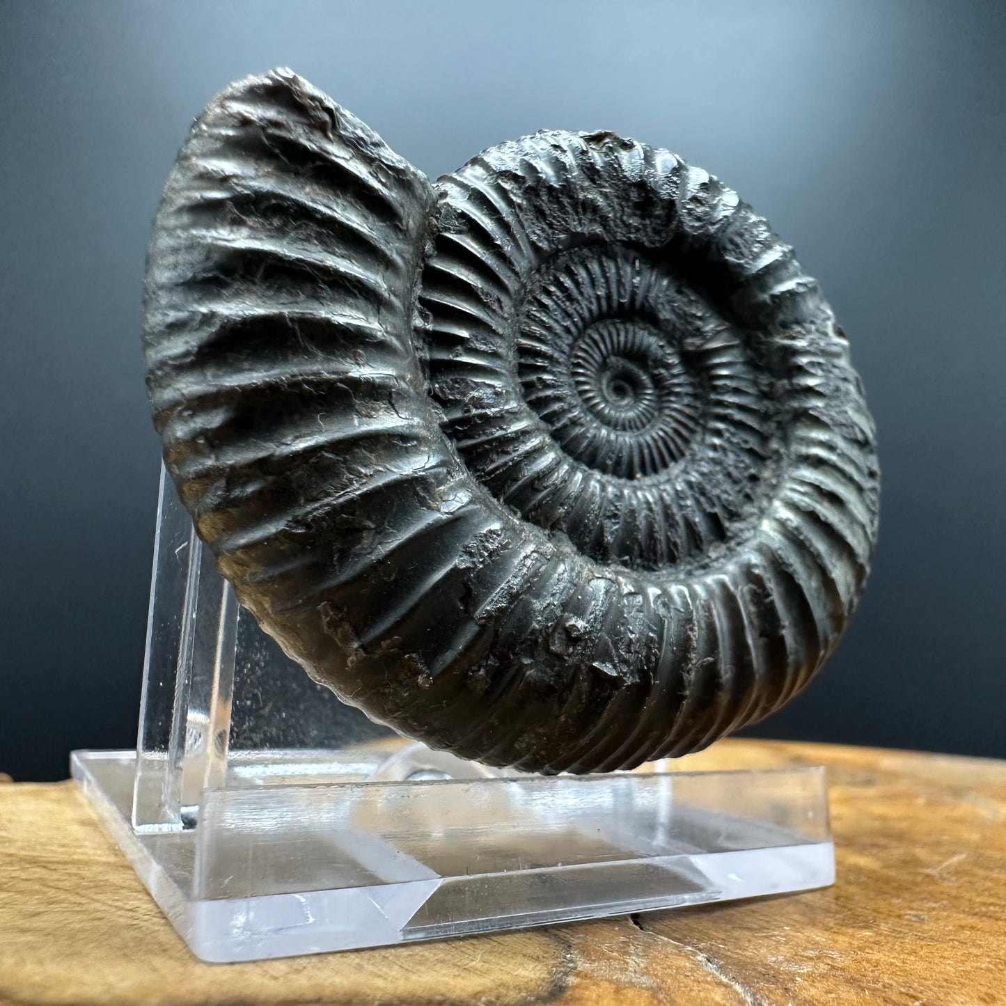 Dactylioceras Ammonite Fossil With box and Stand - Whitby, North Yorkshire Jurassic Coast Yorkshire Fossils