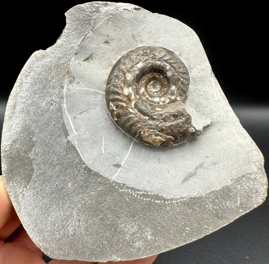 Hildoceras Bifrons Ammonite fossil with box and stand - Whitby, North Yorkshire Jurassic Coast, Yorkshire Fossils from the Jurassic Coast