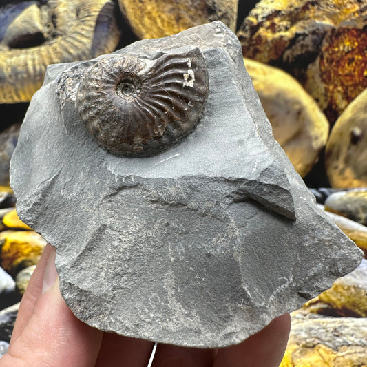 Pseudolioceras lythense ammonite fossil - Whitby, North Yorkshire