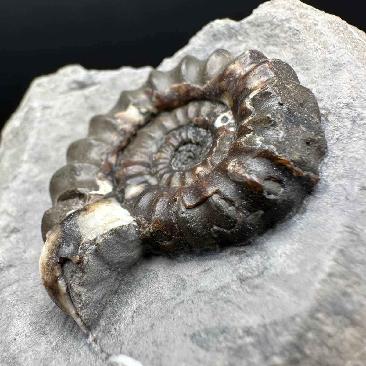 Androgynoceras maculatum ammonite fossil with box and stand - Whitby, North Yorkshire Jurassic Coast Yorkshire Fossils