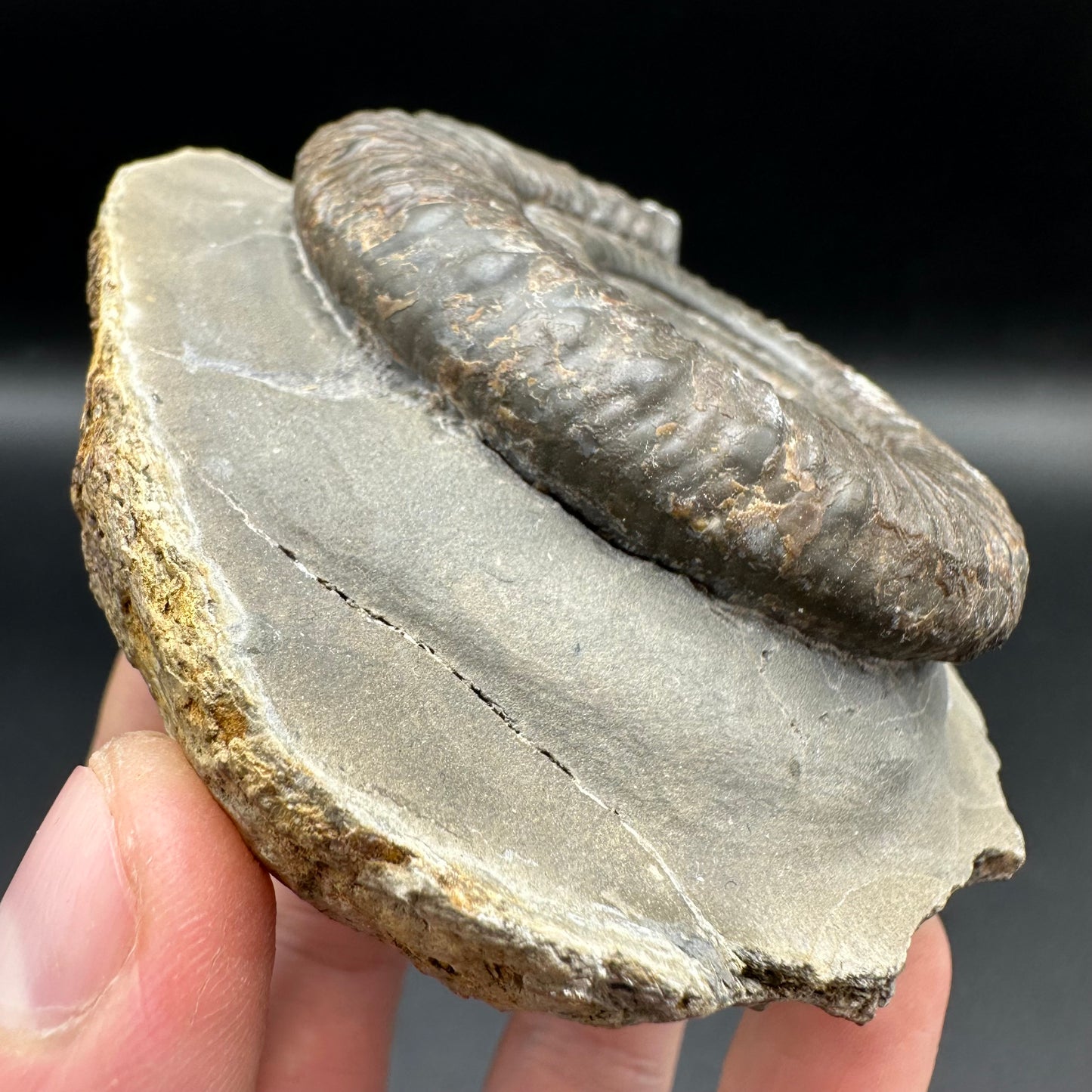 Peronoceras turriculatum ammonite fossil with box and stand - Whitby, North Yorkshire Jurassic Coast, Yorkshire fossils