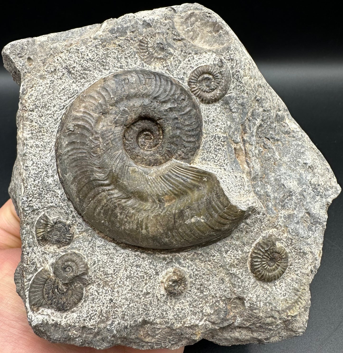 Harpoceras Sp. Ammonite fossil - Whitby, North Yorkshire Jurassic Coast Yorkshire Fossils