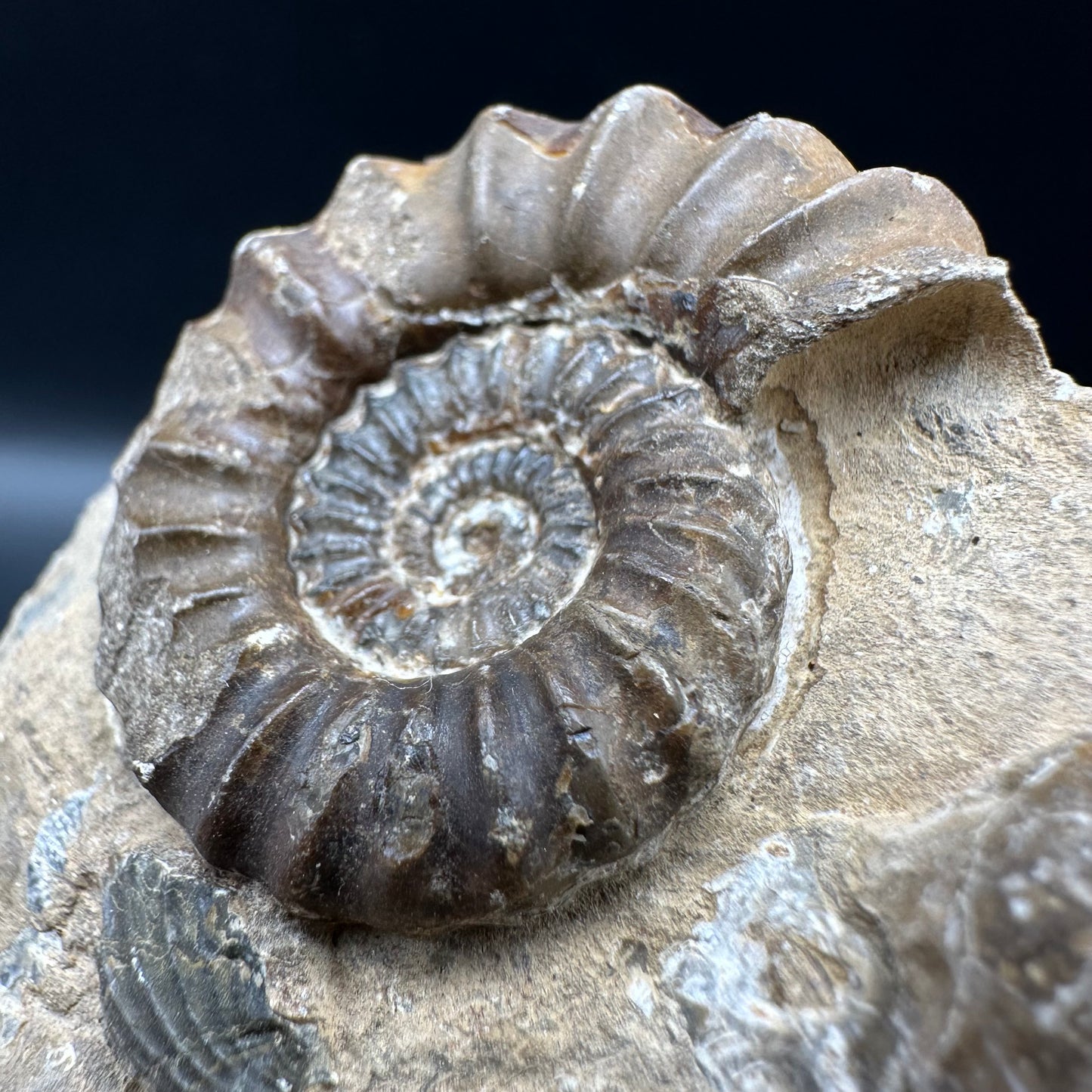 Androgynoceras capricornus Ammonite fossil with box and stand - Whitby, North Yorkshire Jurassic Coast Yorkshire Fossils