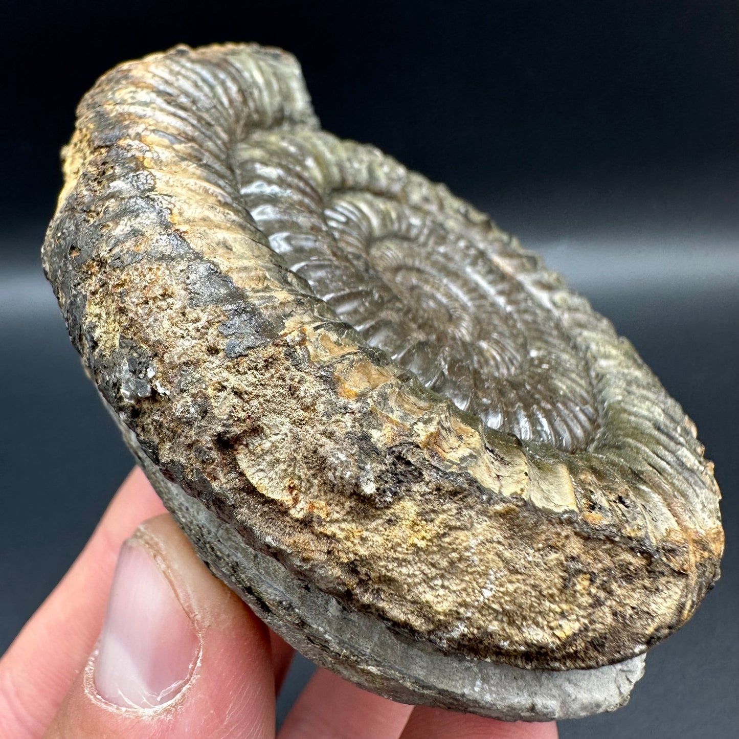 Dactylioceras Ammonite Fossil With Box And Stand - Whitby, North Yorkshire Jurassic Coast Yorkshire Fossils