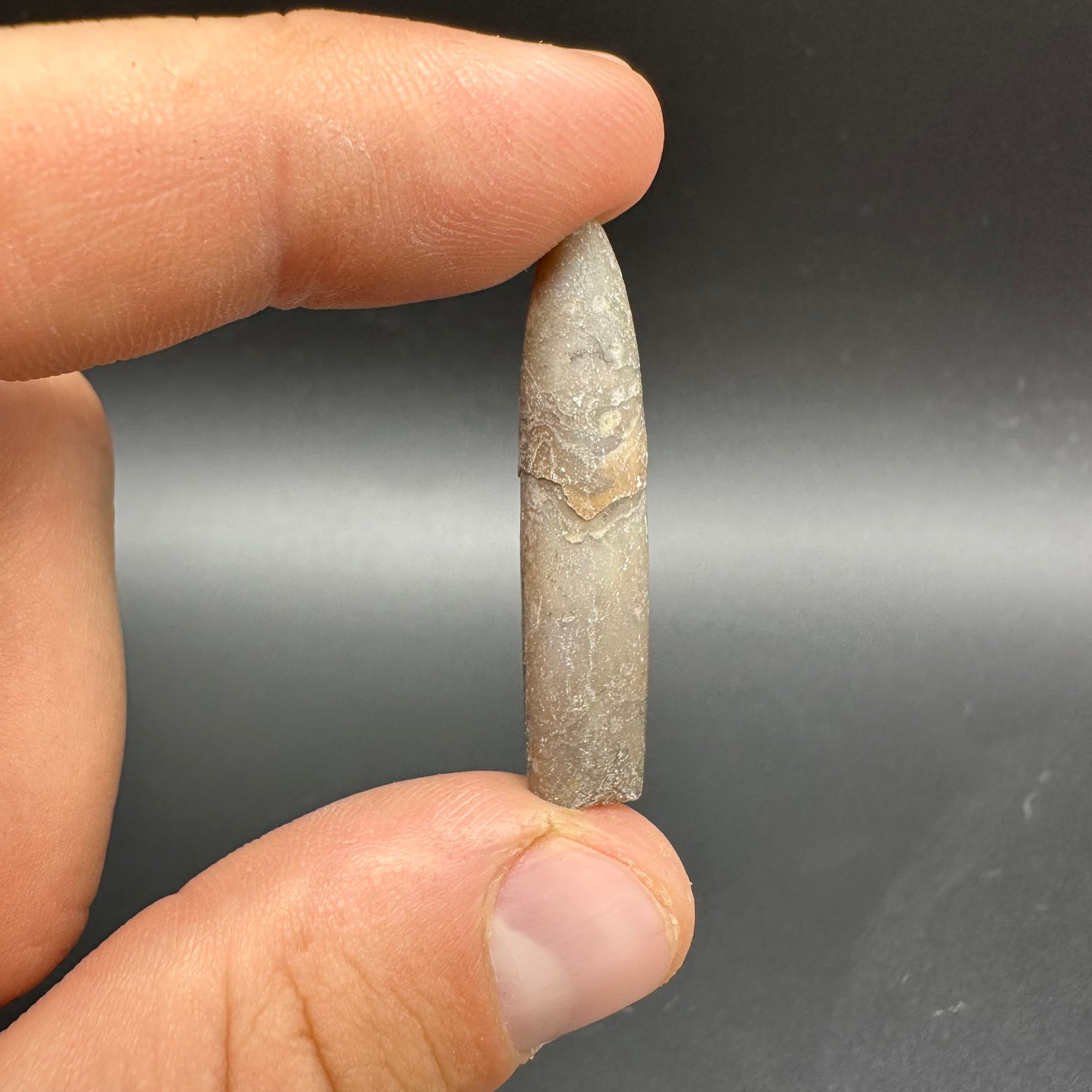 Belemnite (Fossil Squid) shell fossil - Whitby, North Yorkshire Jurassic Coast Yorkshire Fossils