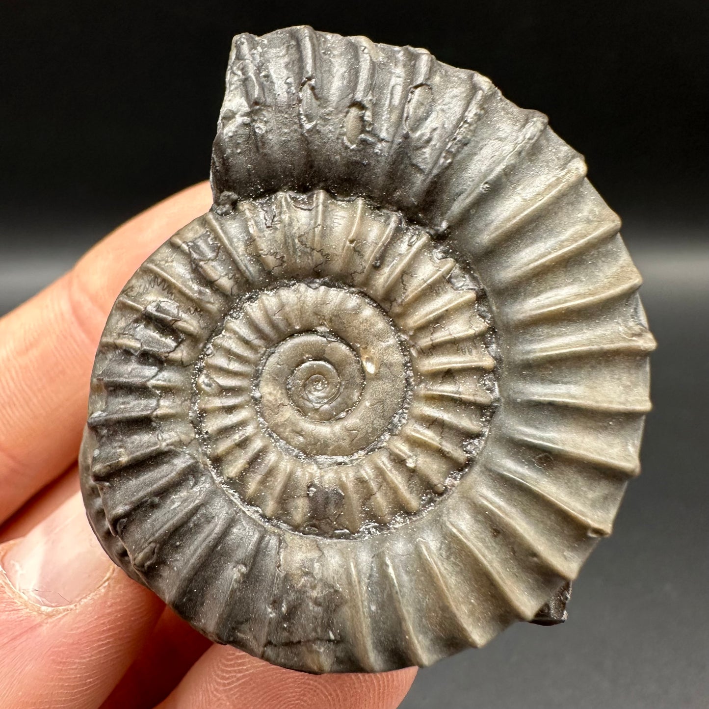 Arnioceras ammonite shell fossil with box and stand - Whitby, North Yorkshire Jurassic Coast Yorkshire Fossils