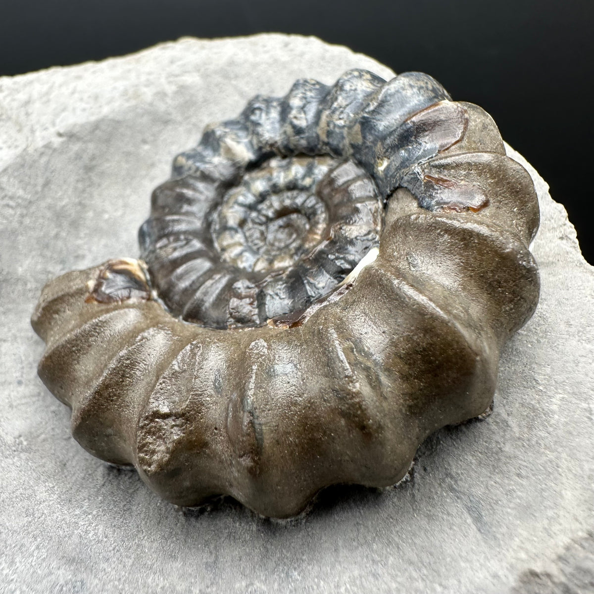 Androgynoceras maculatum ammonite fossil with box and stand - Whitby, North Yorkshire Jurassic Coast Yorkshire Fossils