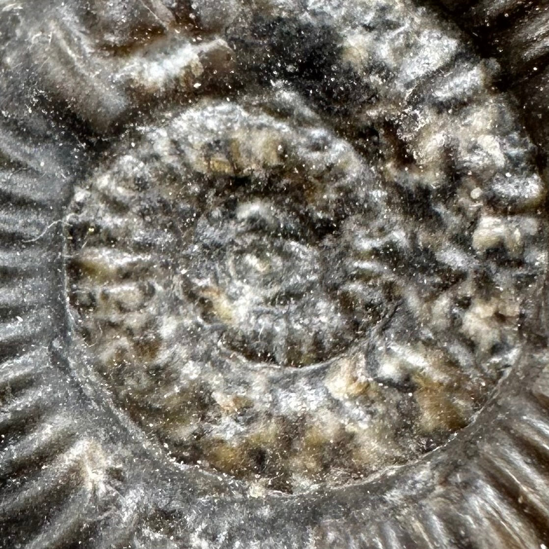 Gracile Multi-block Ammonite Fossil With Stand - Whitby, North Yorkshire Jurassic Coast Yorkshire Fossils