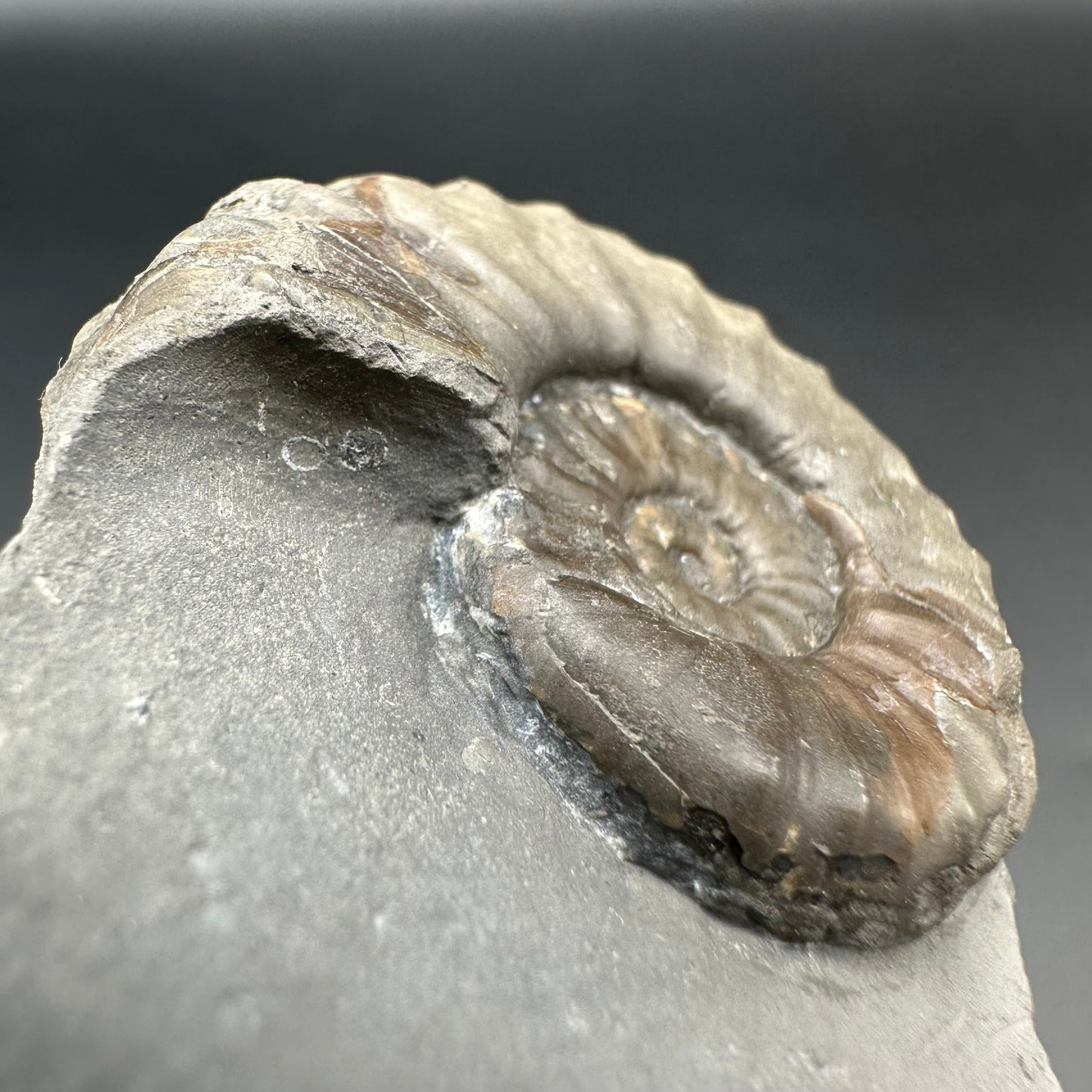 Agassiceras shell fossil with box and stand - Whitby, North Yorkshire Jurassic Coast Yorkshire Fossils