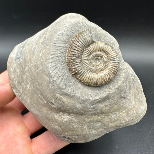 Dactylioceras Ammonite Fossil With box and Stand - Whitby, North Yorkshire Jurassic Coast Yorkshire Fossils