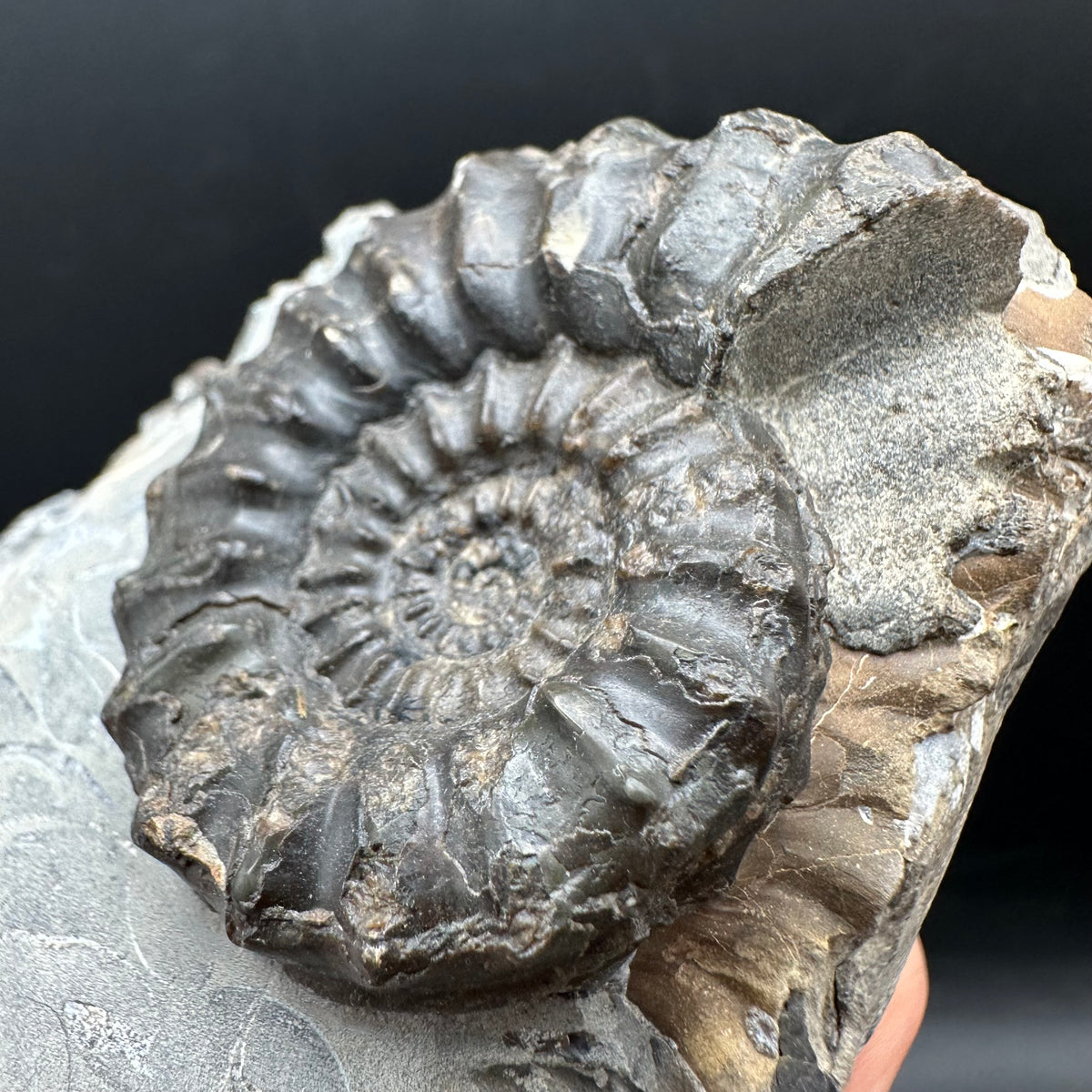 Pleuroceras paucicostatum ammonite fossil with box and stand - Whitby, North Yorkshire Jurassic Coast Yorkshire Fossils