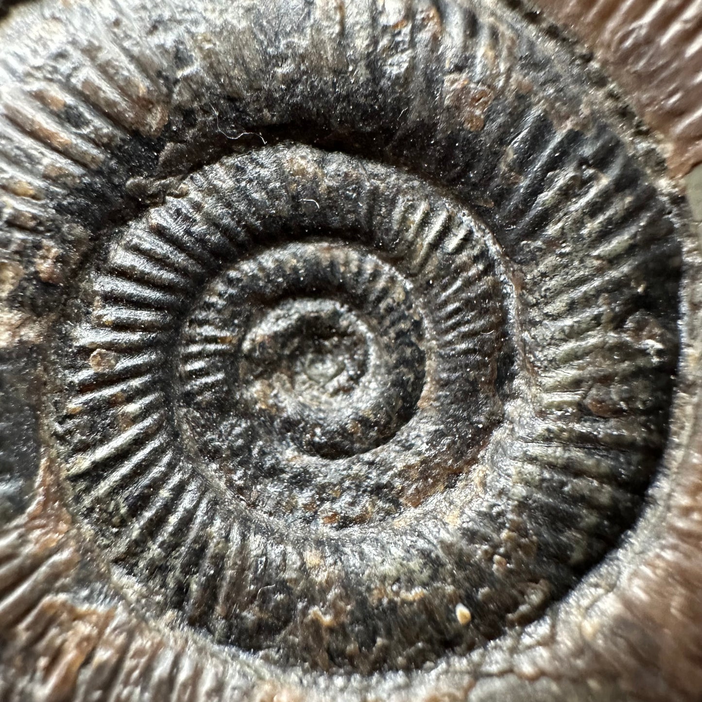 Dactylioceras tenuicostatum Ammonite fossil with box and stand - Whitby, North Yorkshire Jurassic Coast