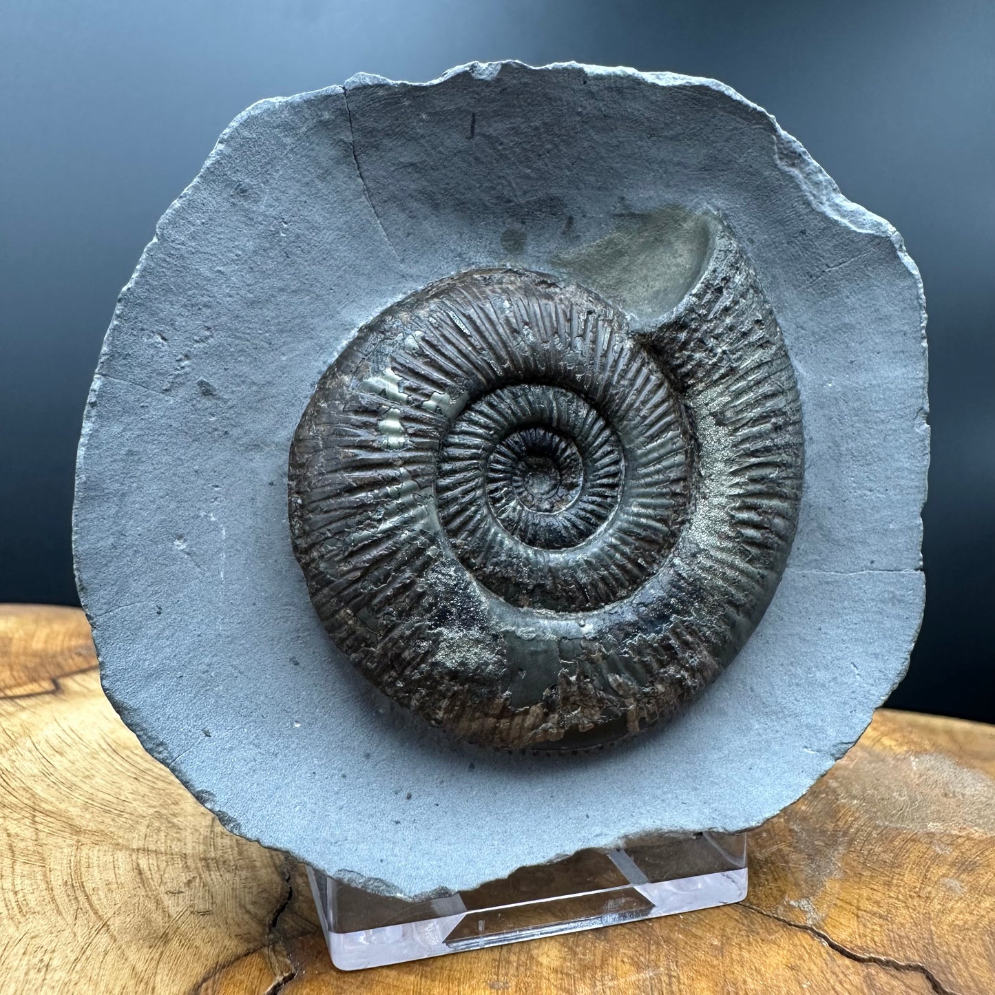 Dactylioceras semicelatum Ammonite fossil with stand - Whitby, North Yorkshire Jurassic Coast Yorkshire Fossils