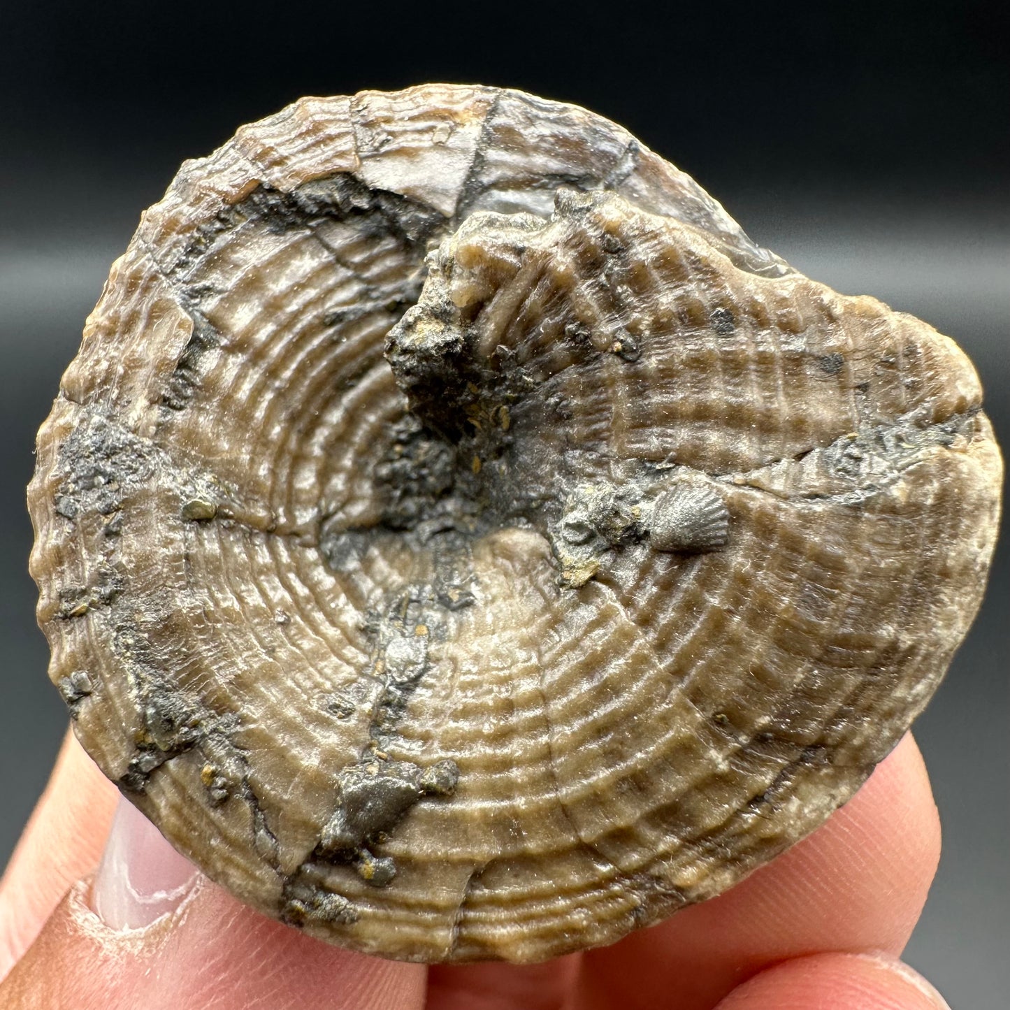 Gastropod Fossil Shell With Tin And Stand - Whitby, North Yorkshire, Jurassic Coast, Yorkshire Fossils