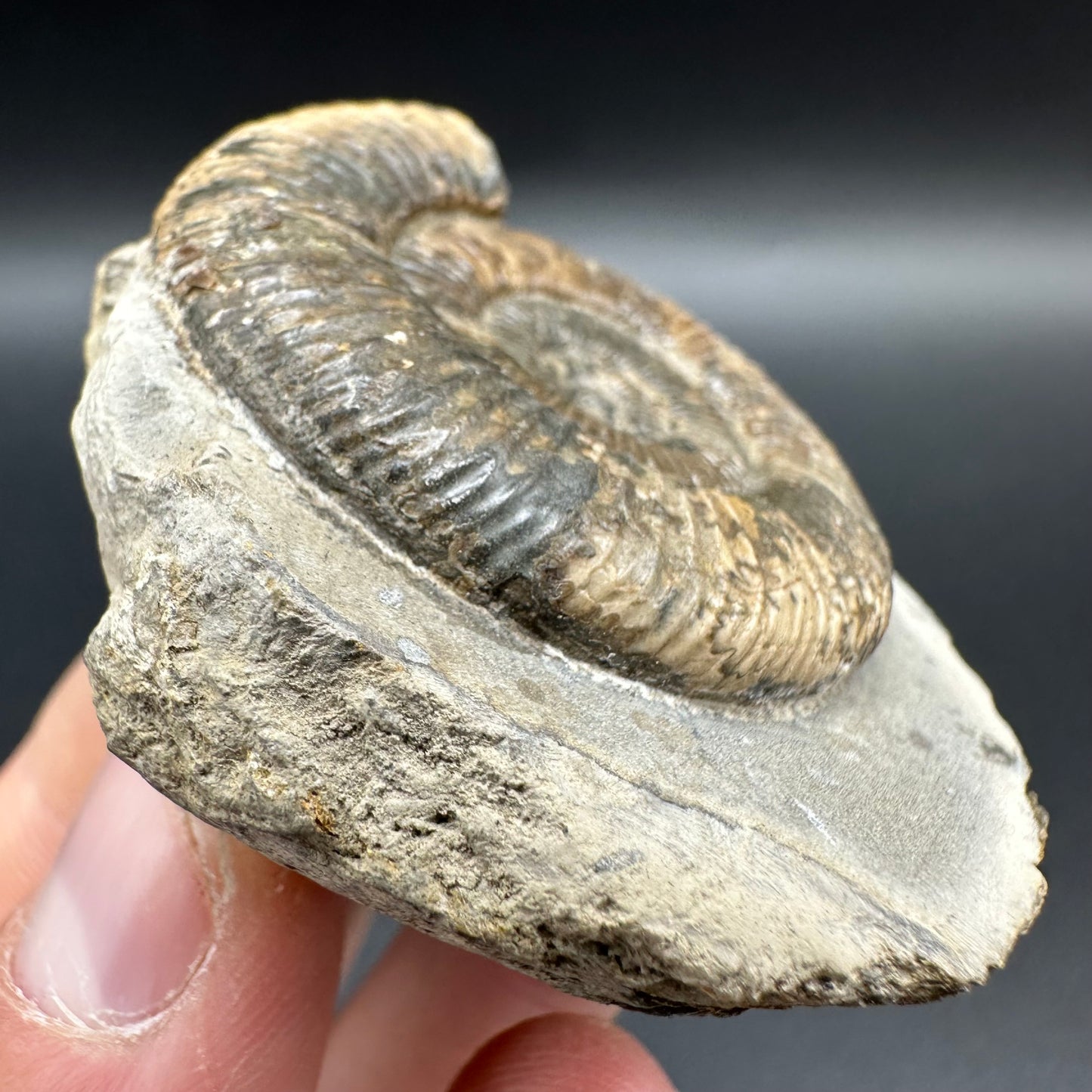 Dactylioceras Ammonite Fossil With Box And Stand - Whitby, North Yorkshire Jurassic Coast Yorkshire Fossils