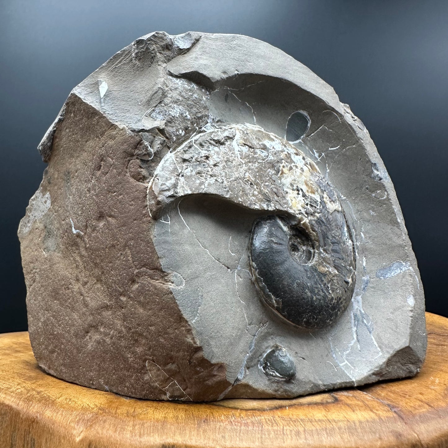 Amauroceras sp. ammonite fossil with stand - Whitby, North Yorkshire, Jurassic Coast, Yorkshire Fossils