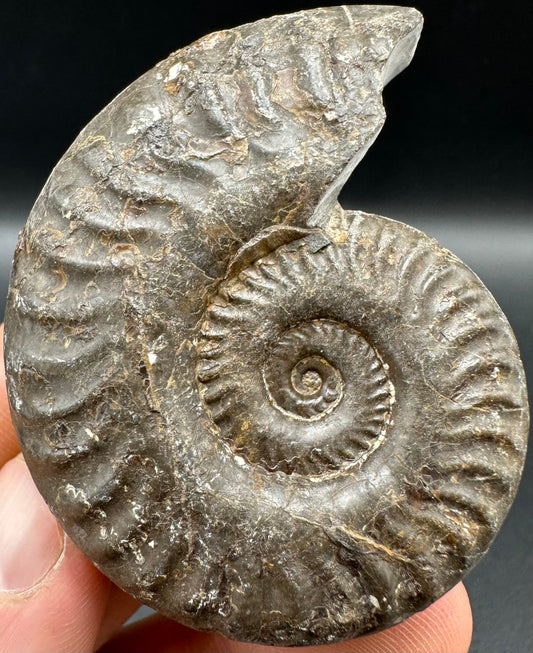 Hildoceras lusitanicum Ammonite fossil with box and stand - Whitby, North Yorkshire, Jurassic Coast, Yorkshire Fossils from the Jurassic Coast