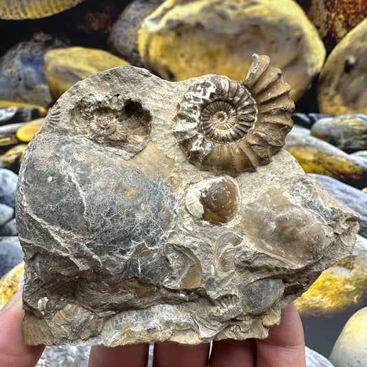 Androgynoceras Capricornus ammonite fossil - Whitby, North Yorkshire Jurassic Coast Yorkshire Fossils