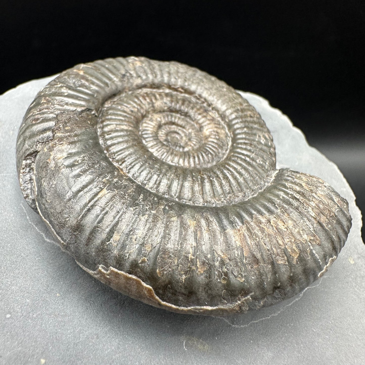 Zugodactylites Ammonite fossil with box and stand - Whitby, North Yorkshire Jurassic Coast, Yorkshire fossils