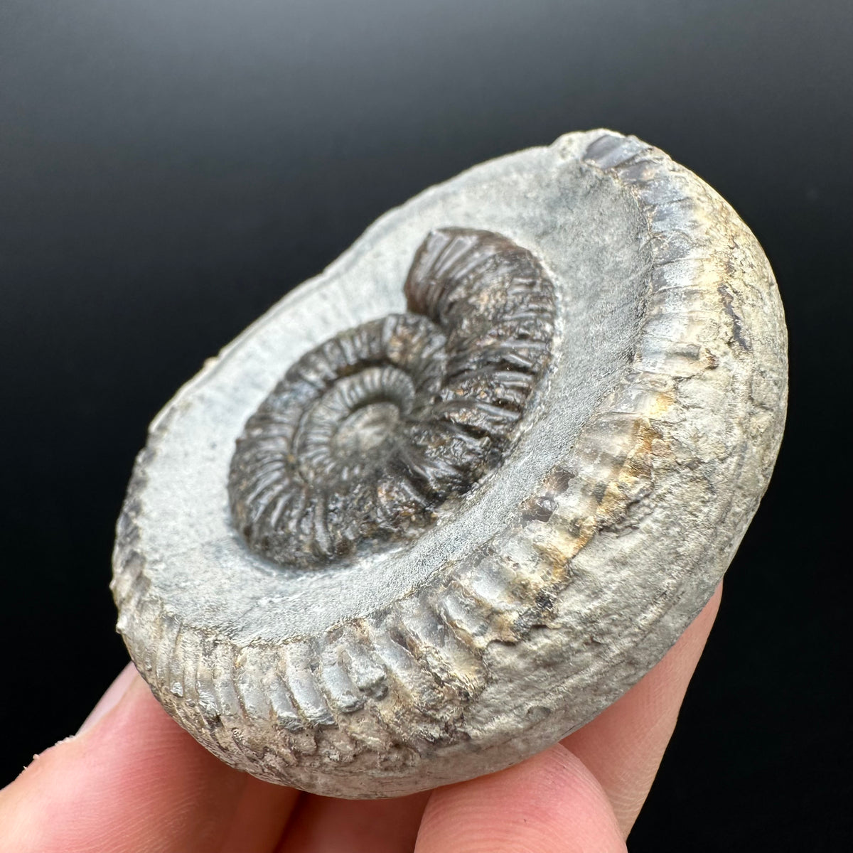 Dactylioceras Ammonite nodule (split pair) Fossil With Box And Stand - Whitby, North Yorkshire Jurassic Coast Yorkshire Fossils