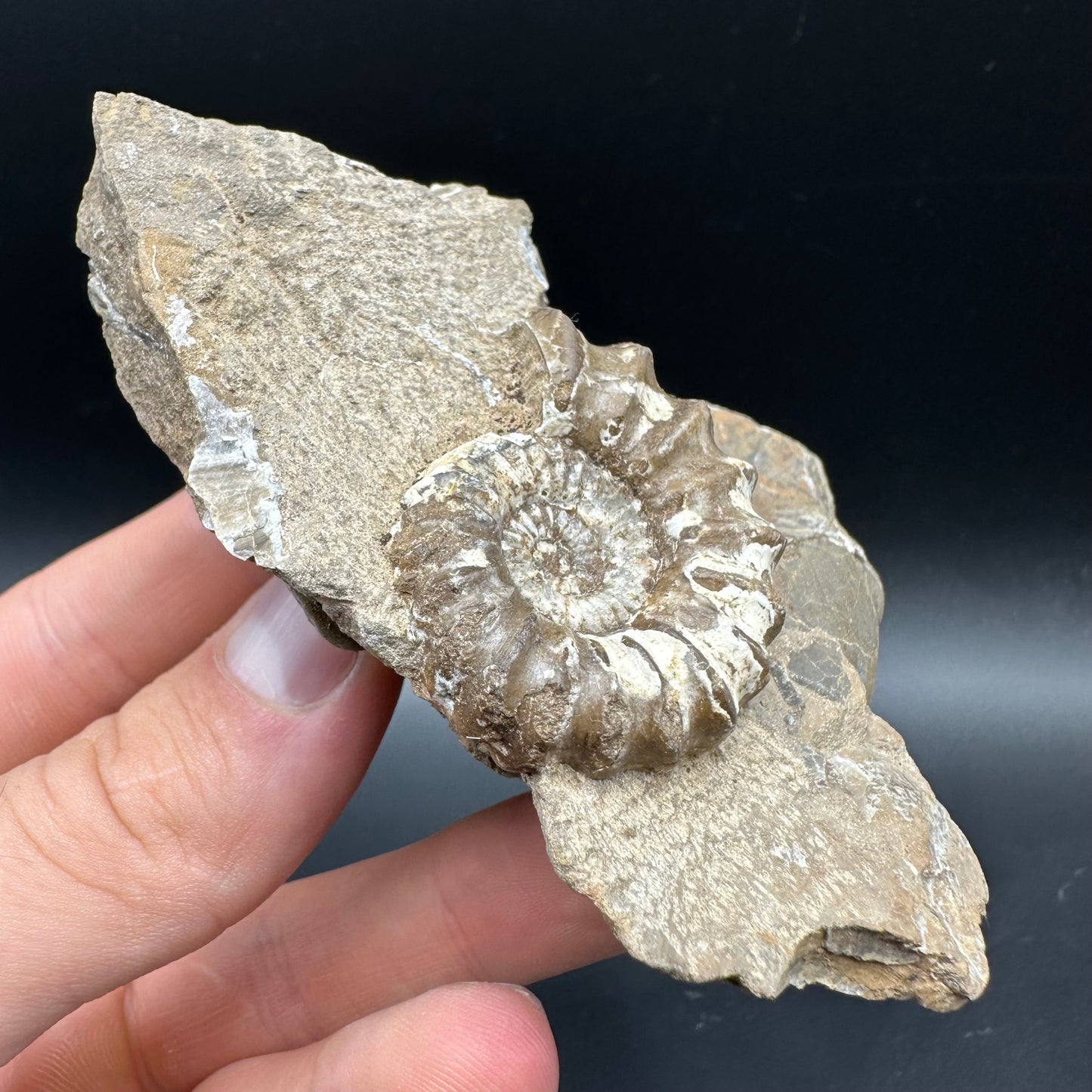 Androgynoceras capricornus Ammonite Fossil With Box And Stand - Whitby, North Yorkshire Jurassic Coast Yorkshire Fossils