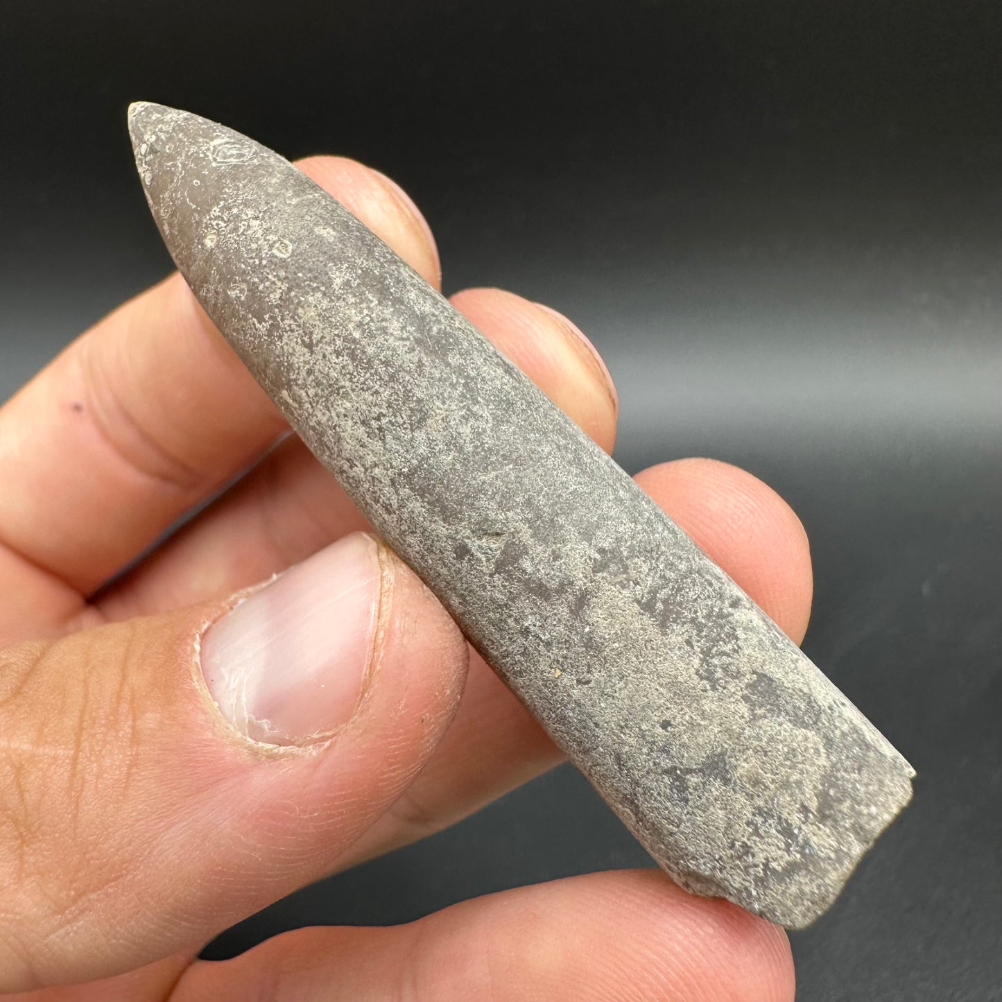 Belemnite (Fossil Squid) shell fossil - Whitby, North Yorkshire Jurassic Coast Yorkshire Fossils