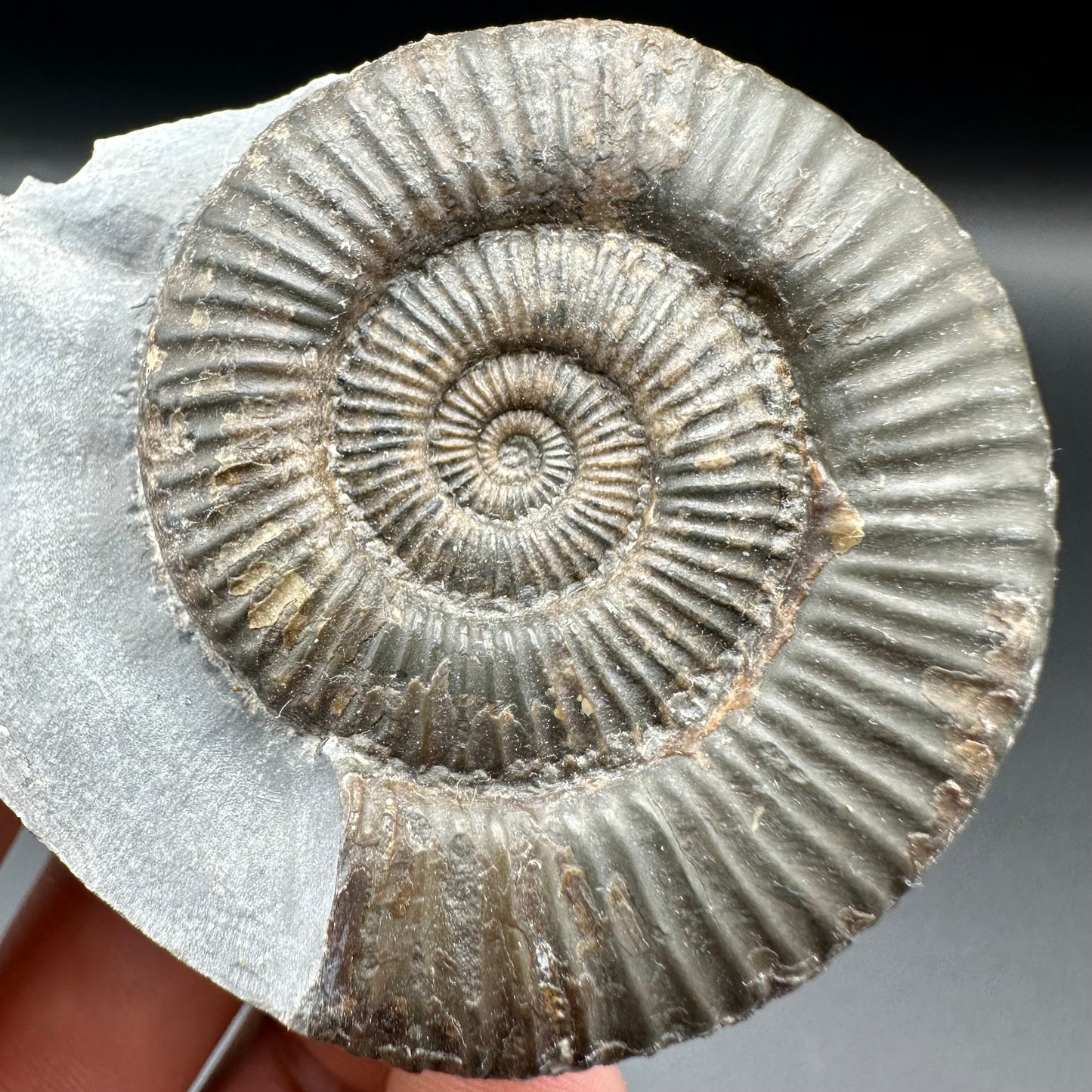 Zugodactylites ammonite fossil with box and stand - Whitby, North Yorkshire Jurassic Coast, Yorkshire fossils