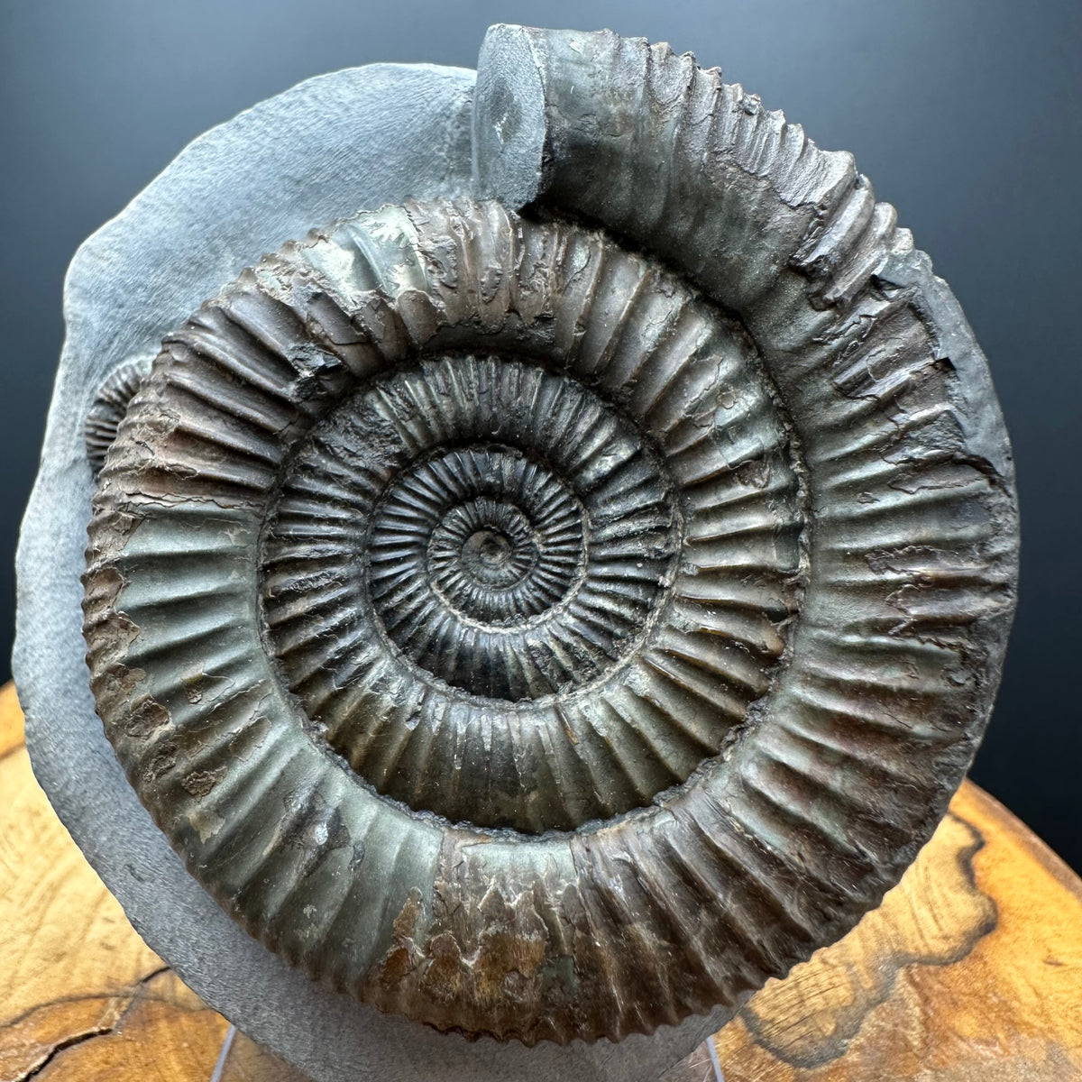 Dactylioceras Ammonite Fossil With box and Stand - Whitby, North Yorkshire Jurassic Coast Yorkshire Fossils