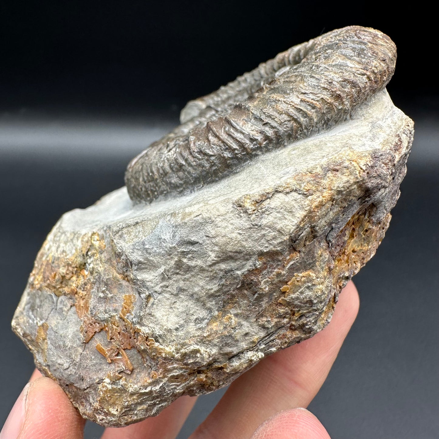 Dactylioceras Ammonite Fossil With Box And Stand - Whitby, North Yorkshire Jurassic Coast Yorkshire Fossils