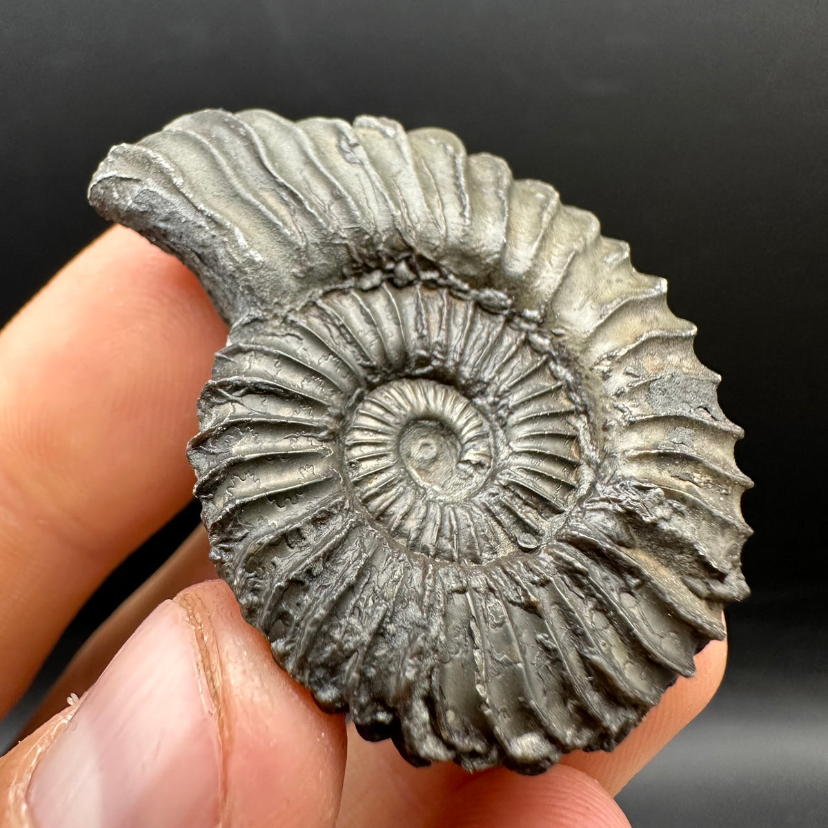 Schlothemia sp. ammonite fossil with box and stand - Whitby, North Yorkshire Jurassic Coast, Yorkshire fossils