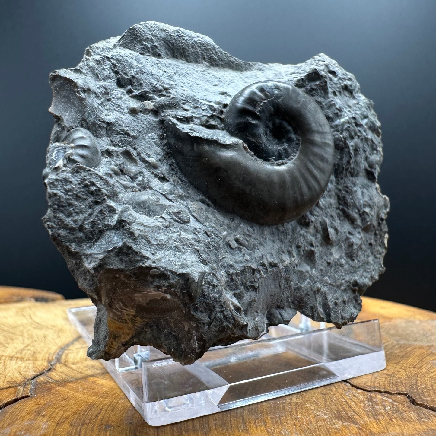 Agassiceras sp. ammonite fossil with box and stand - Whitby, North Yorkshire Jurassic Coast Yorkshire Fossils