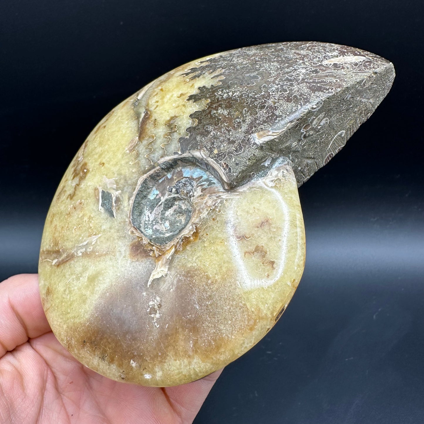 Cleoniceras Ammonite Fossil With Stand - Cretaceous Ammonite Madagascar