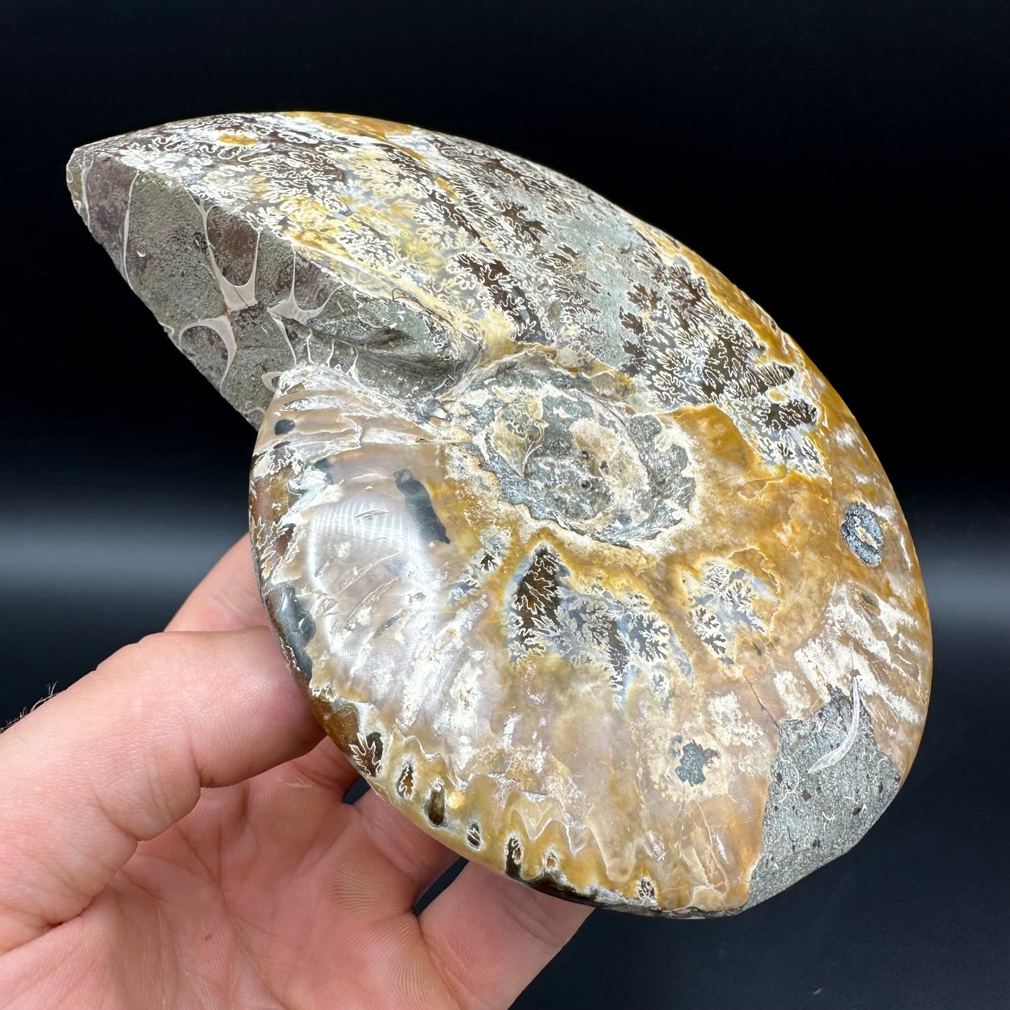 Cleoniceras Ammonite Fossil With Stand - Cretaceous Ammonite Madagascar