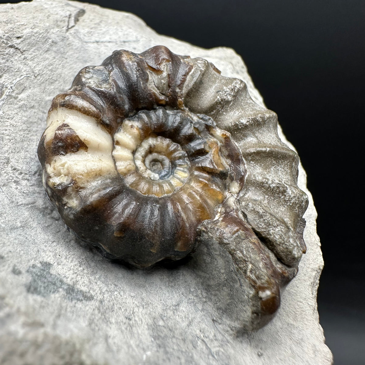 Androgynoceras maculatum ammonite fossil with box and stand - Whitby, North Yorkshire Jurassic Coast Yorkshire Fossils