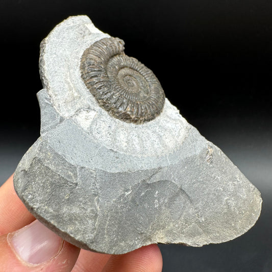 Dactylioceras Ammonite Fossil With Box And Stand - Whitby, North Yorkshire Jurassic Coast Yorkshire Fossils