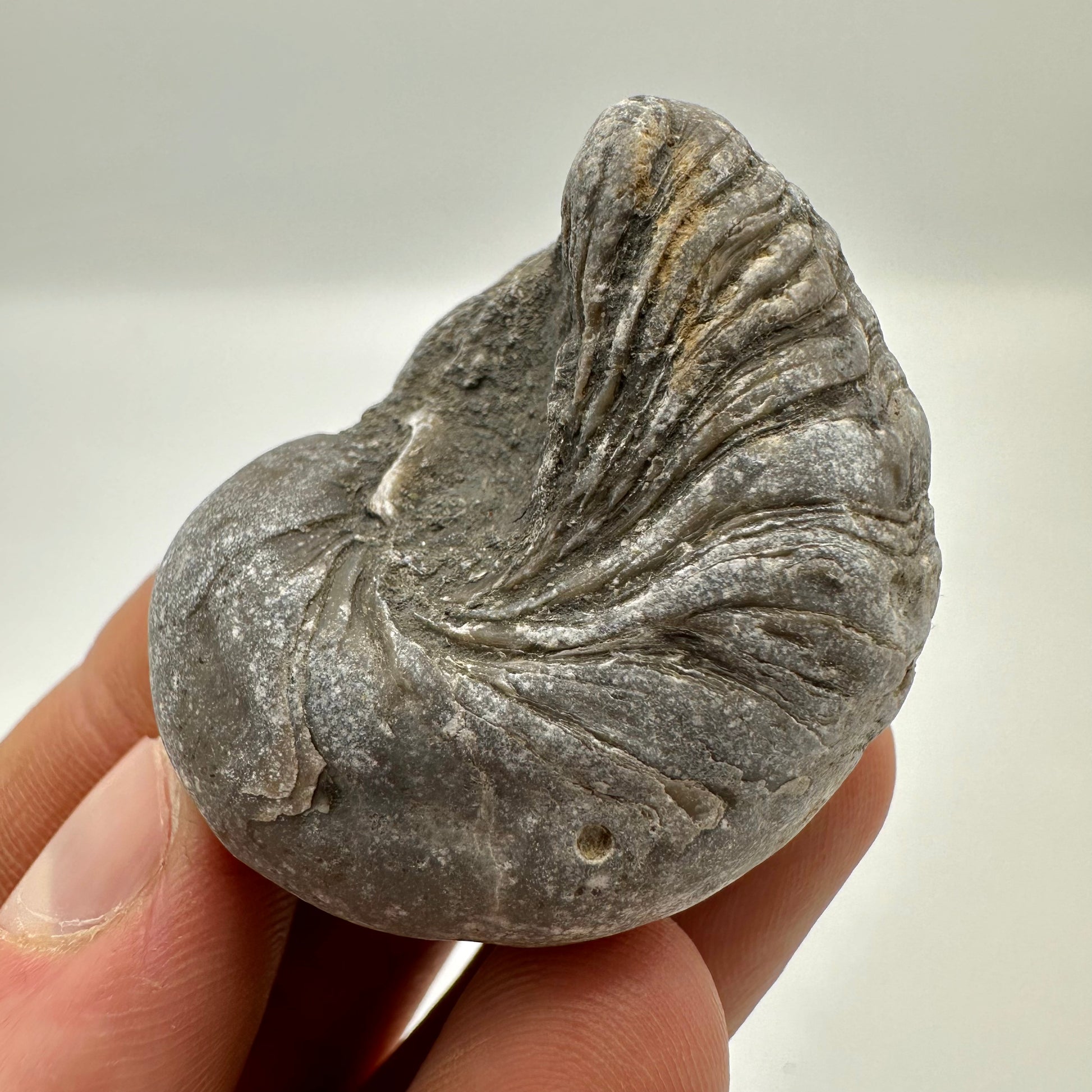 Gryphaea shell fossil - Whitby, North Yorkshire – Yorkshire.Fossils