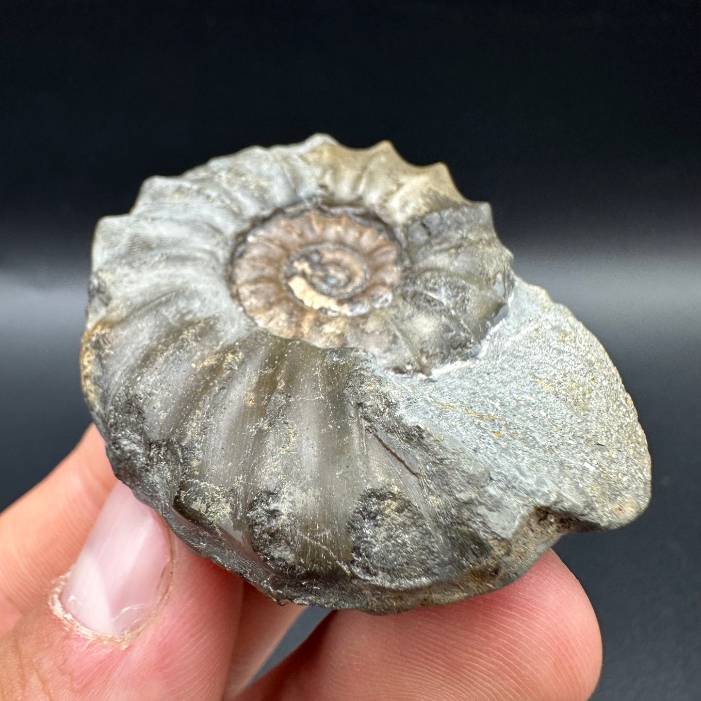 Eugassiceras Ammonite shell fossil with box and stand - Whitby, North Yorkshire Jurassic Coast Yorkshire Fossils