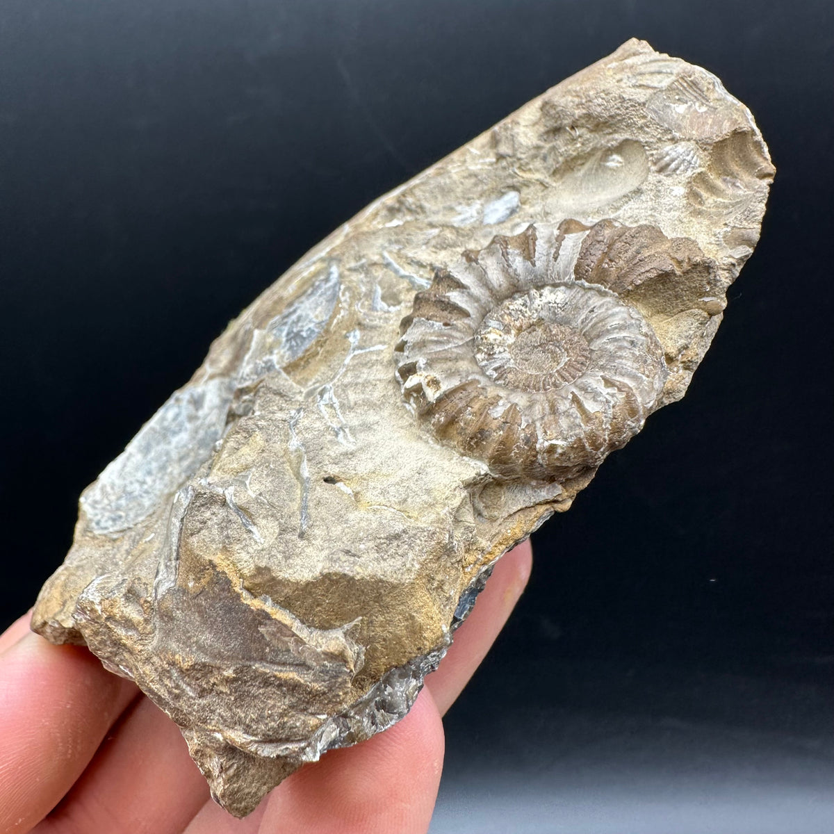 Androgynoceras capricornus Ammonite Fossil With Stand - Whitby, North Yorkshire Jurassic Coast Yorkshire Fossils