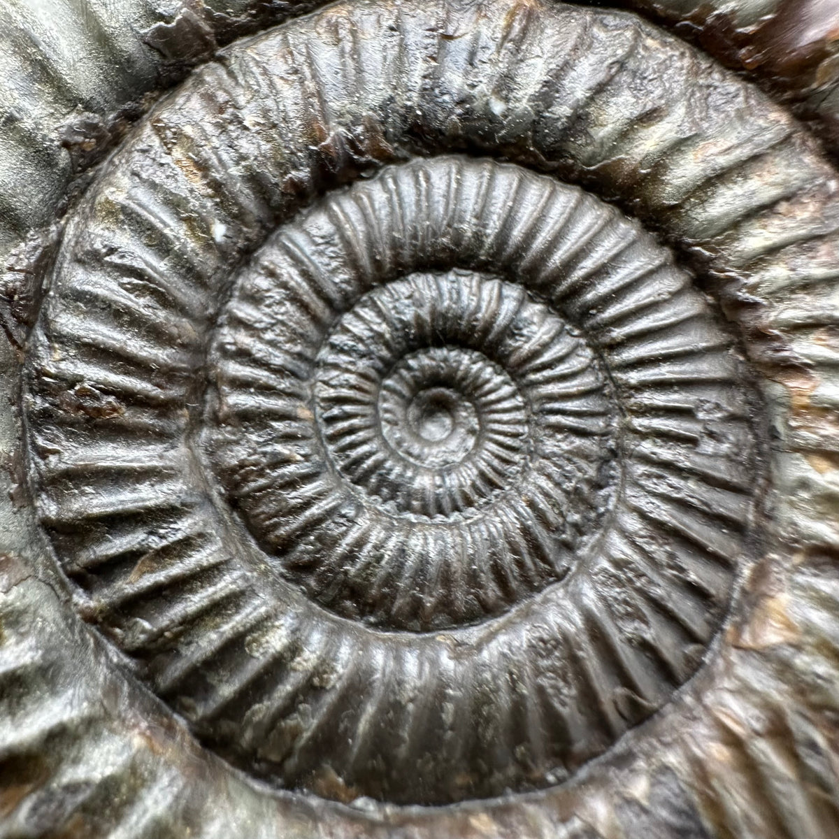 Dactylioceras Ammonite Fossil With box and Stand - Whitby, North Yorkshire Jurassic Coast Yorkshire Fossils