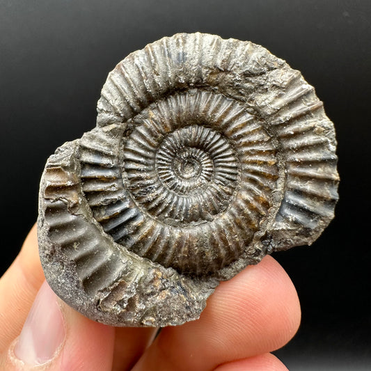 Dactylioceras Ammonite nodule (split pair) Fossil With Box And Stand - Whitby, North Yorkshire Jurassic Coast Yorkshire Fossils