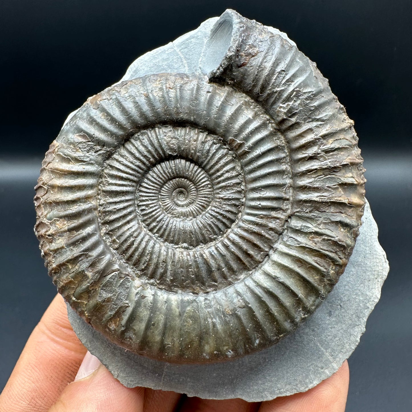 Dactylioceras Ammonite Fossil With Box And Stand - Whitby, North Yorkshire Jurassic Coast Yorkshire Fossils