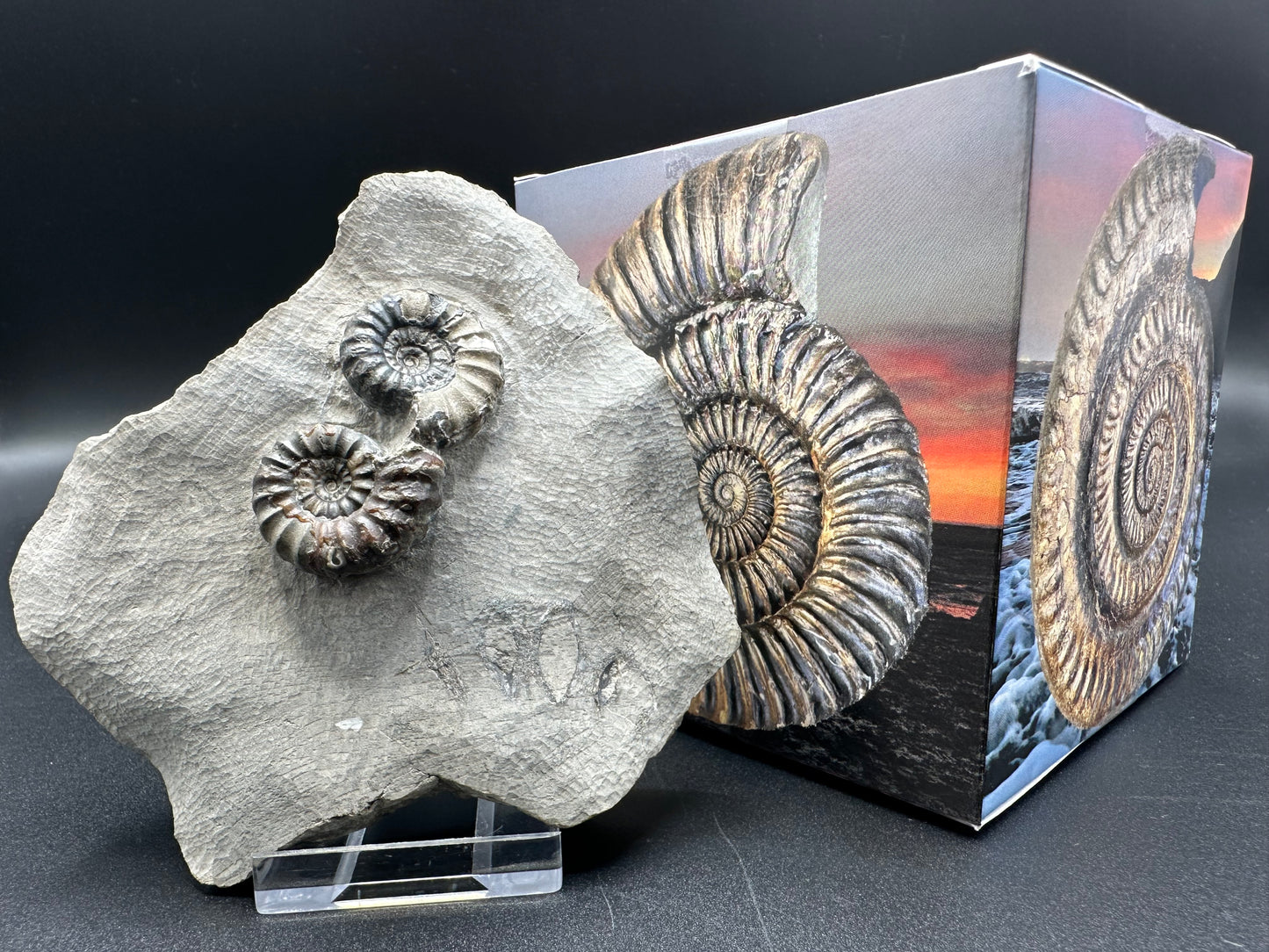 Androgynoceras maculatum ammonite fossil with gift box and stand - Whitby, North Yorkshire Jurassic Coast Yorkshire Fossils